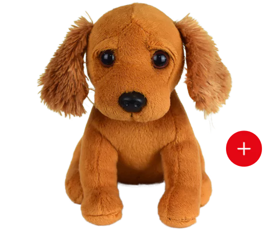 le setter irlandais